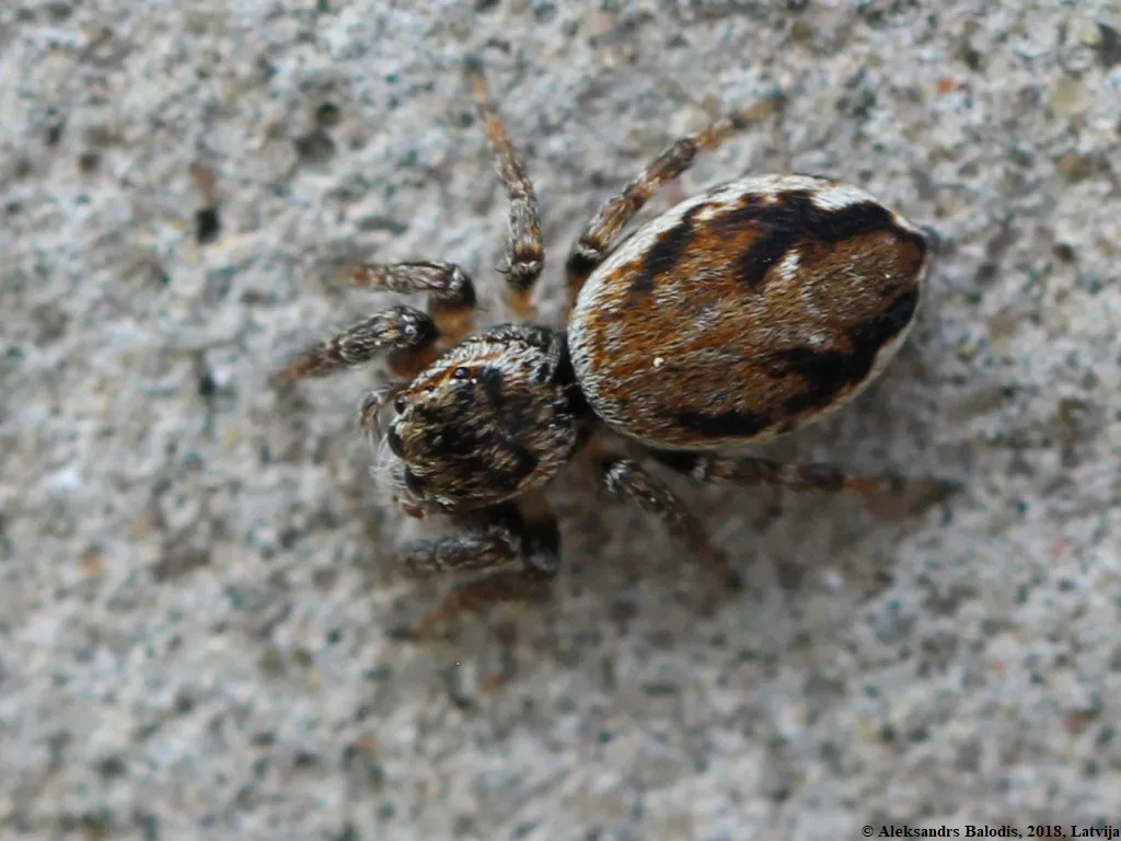 Curved Jumping Spider