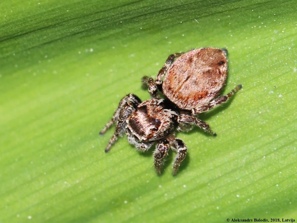 Curved Jumping Spider