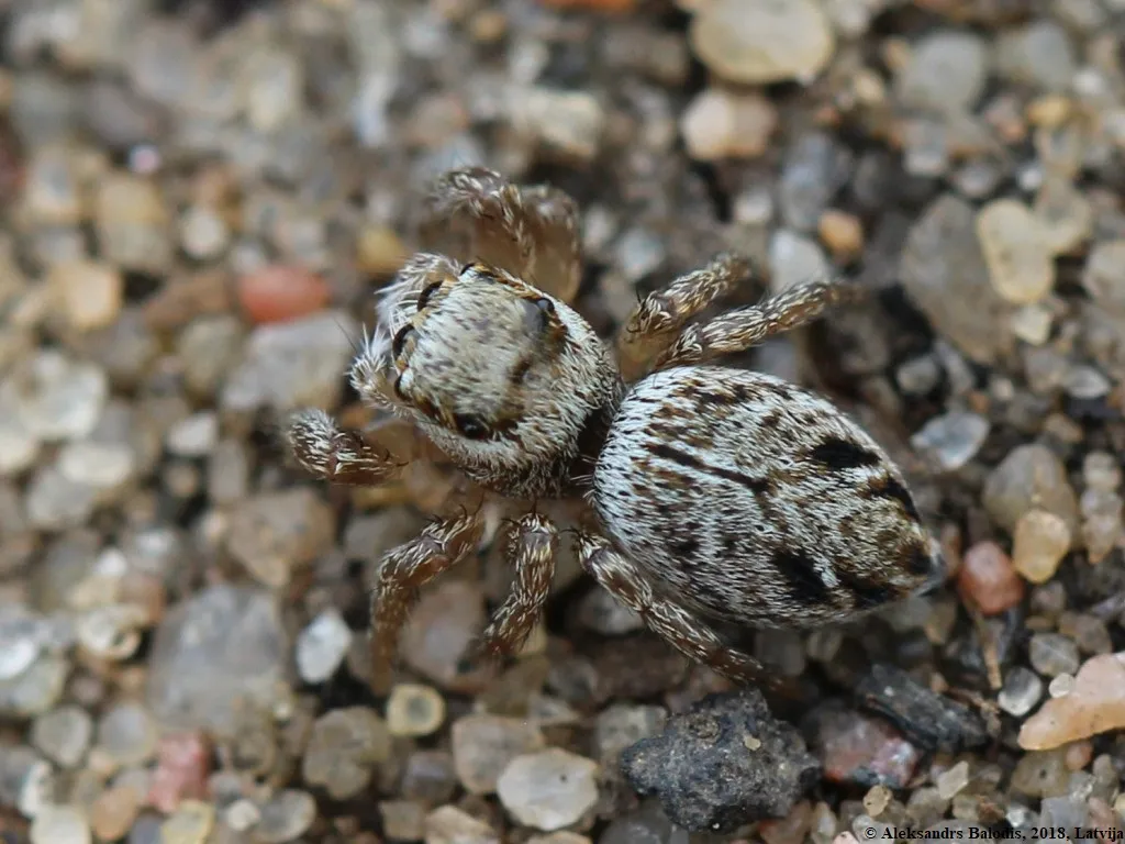 Curved Jumping Spider