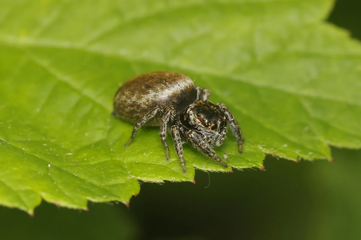 Araña Saltadora