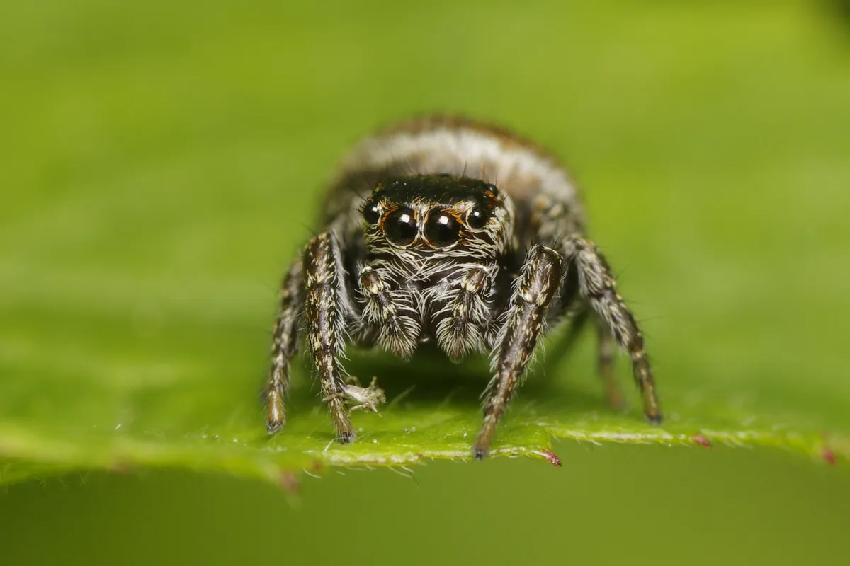 Araña Saltadora