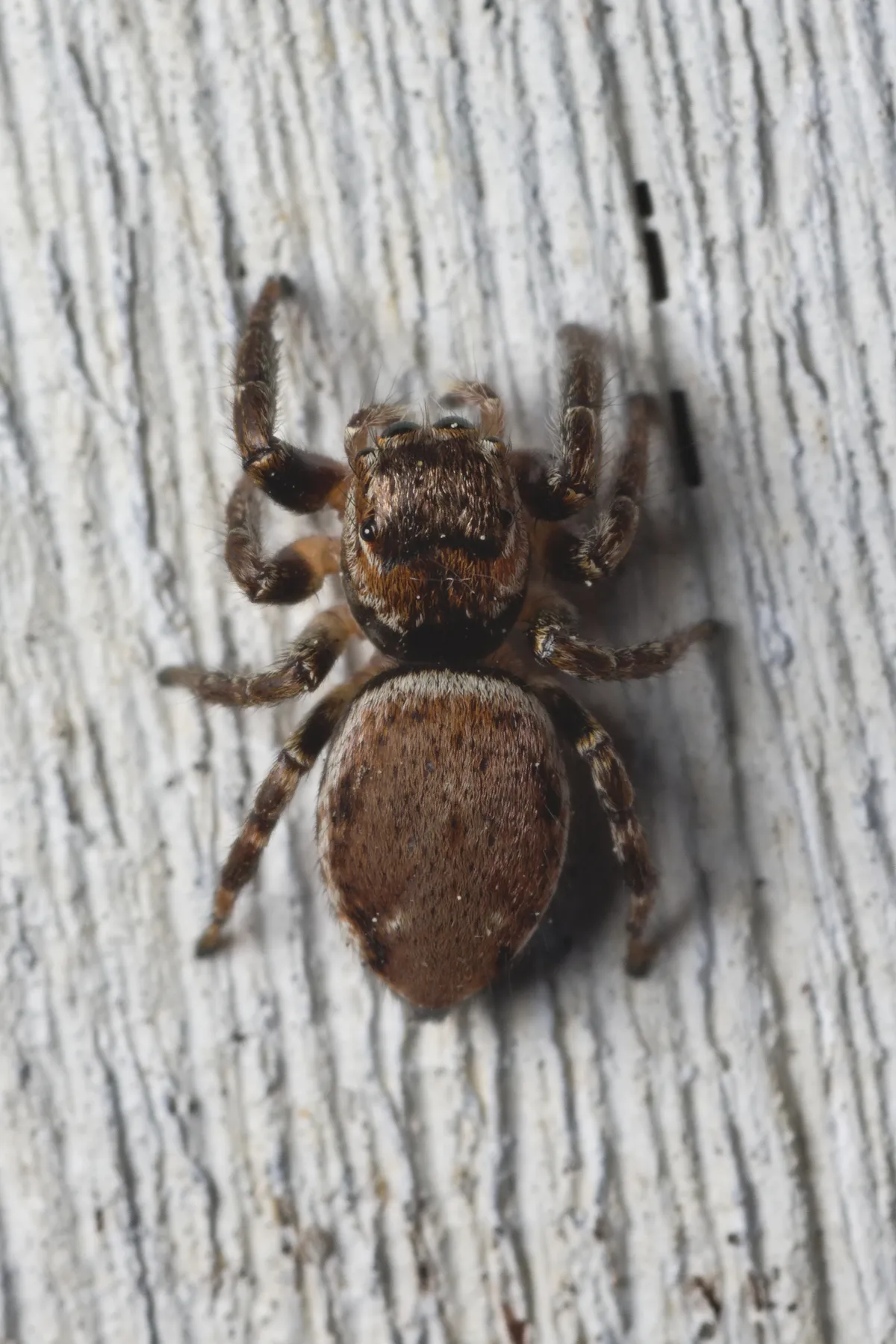 Araña Saltadora
