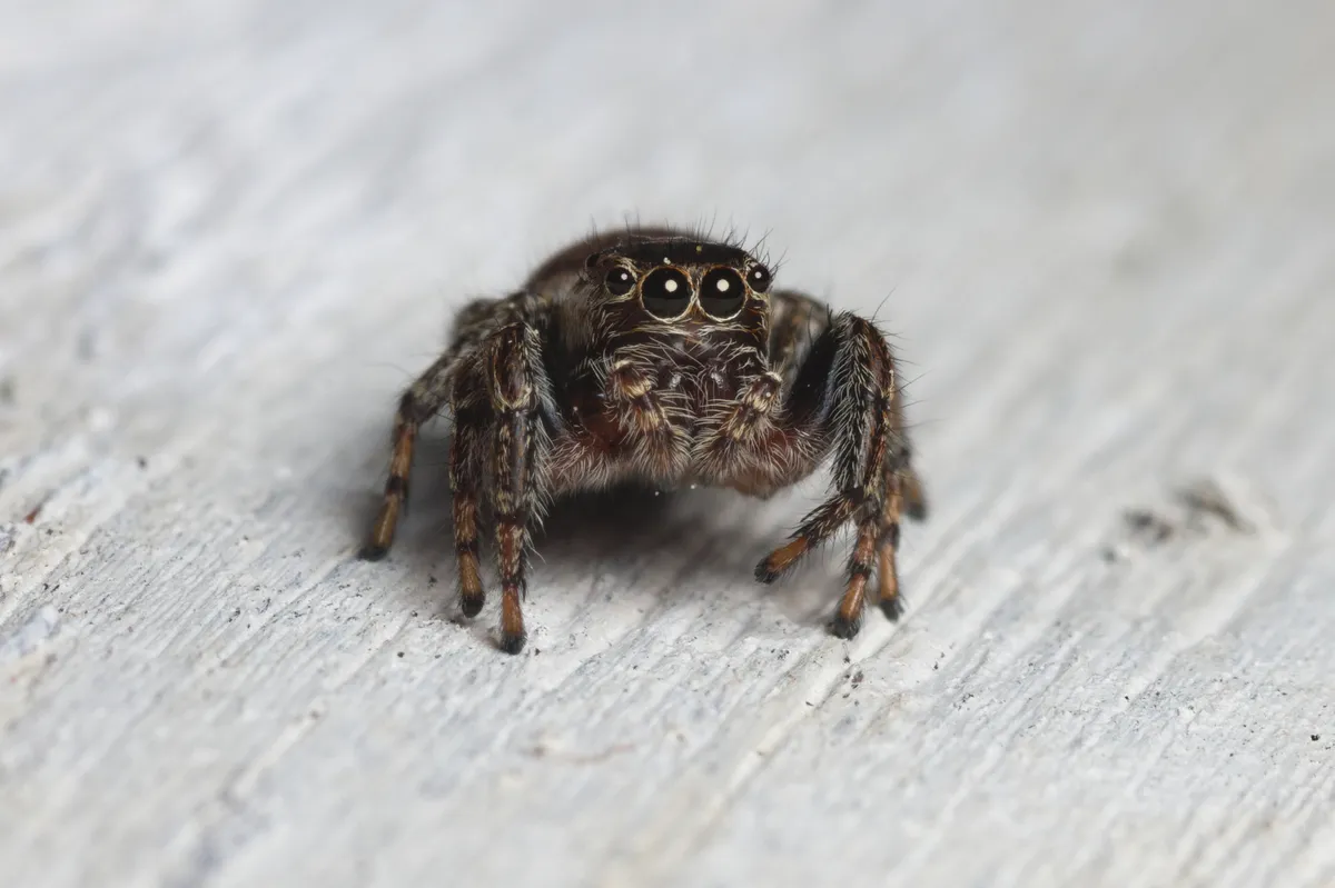 Araña Saltadora