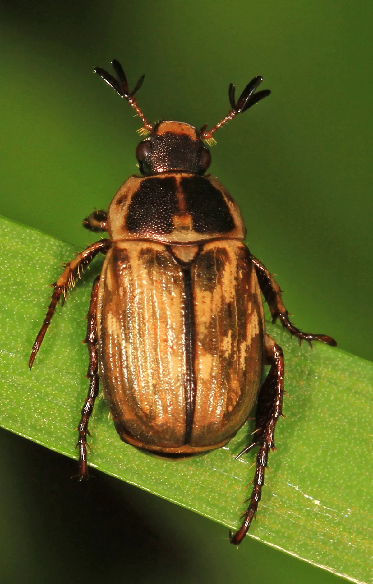 Exomala orientalis