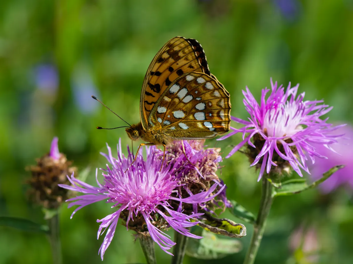 High Brown Fritillary