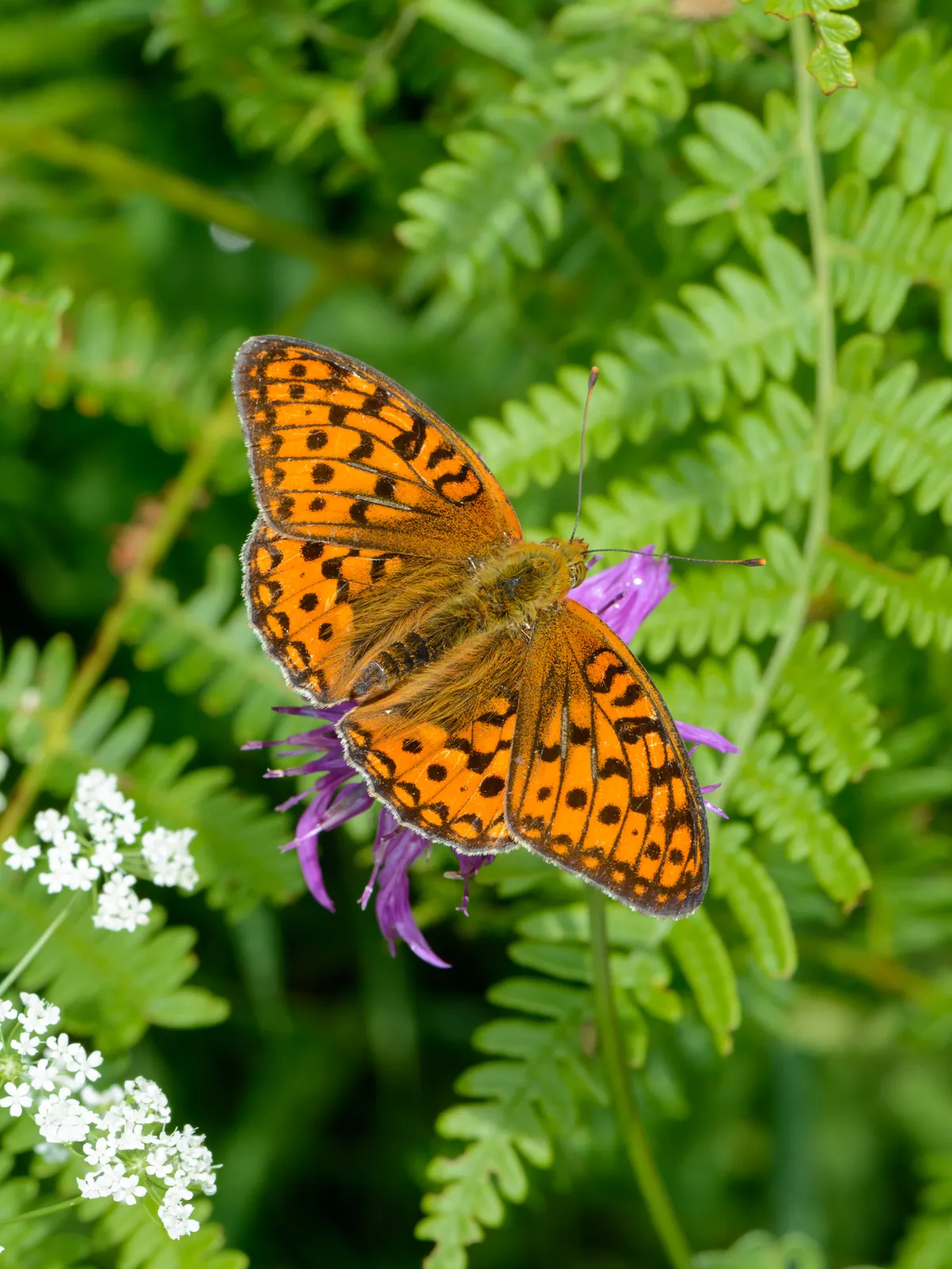 High Brown Fritillary