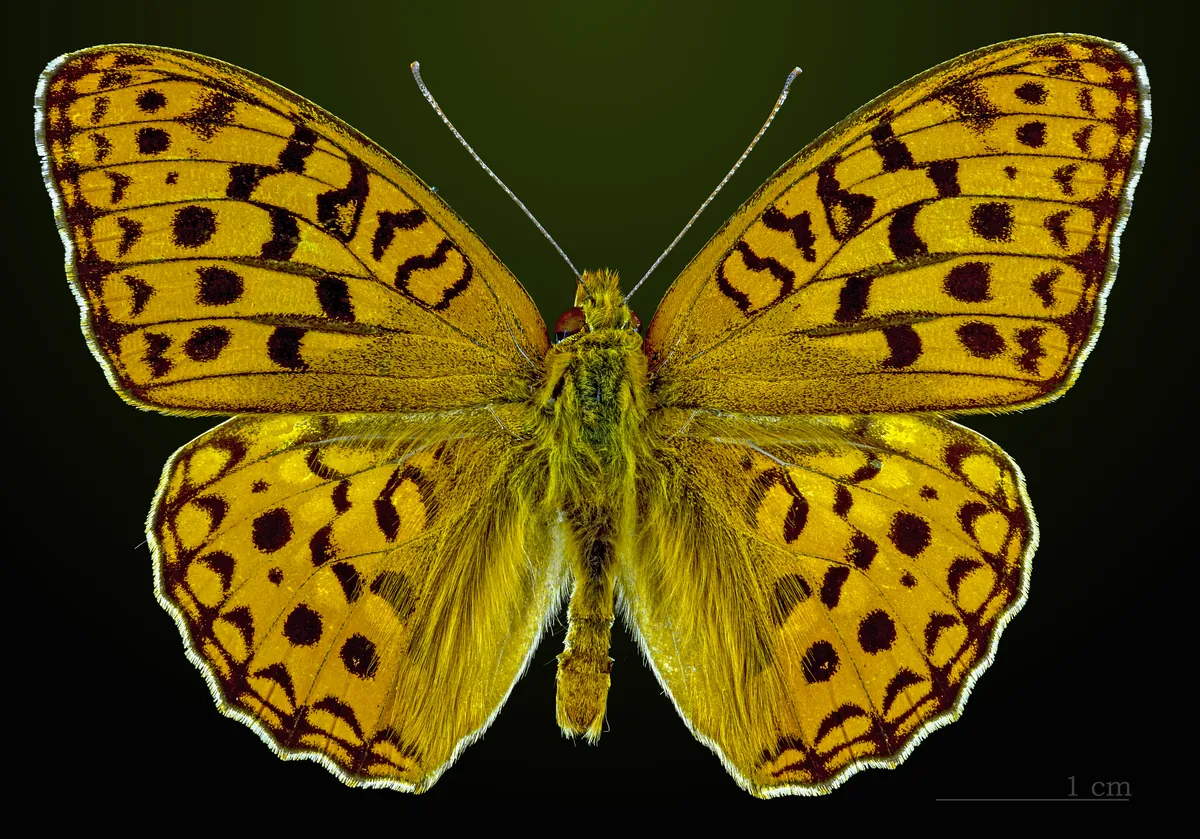 High Brown Fritillary