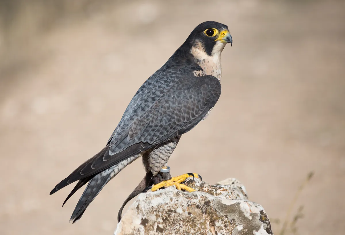 Halcón Peregrino