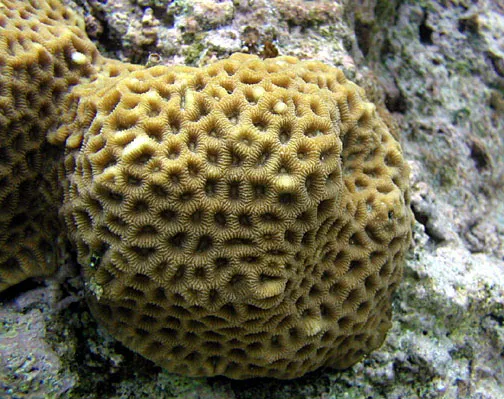 Gnarly Brain Coral