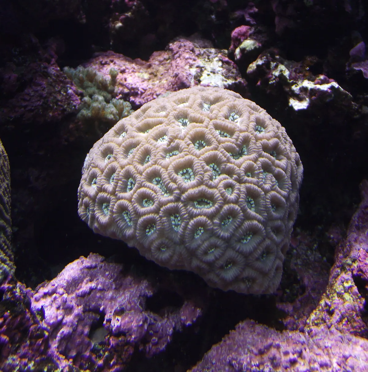 Gnarly Brain Coral