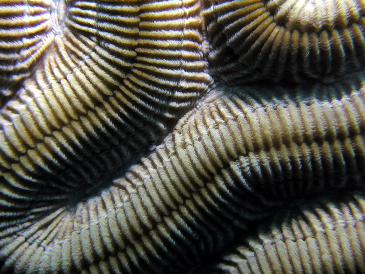 Gnarly Brain Coral