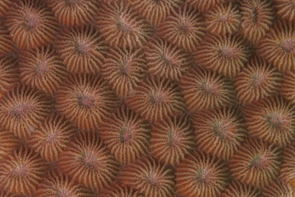 Gnarly Brain Coral