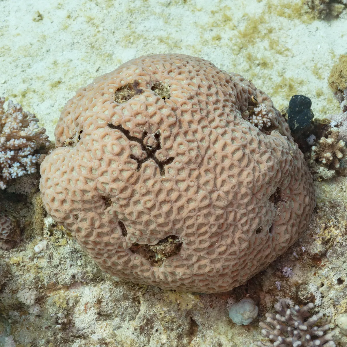 Gnarly Brain Coral