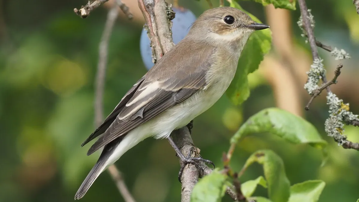 European Pied Flycatcher