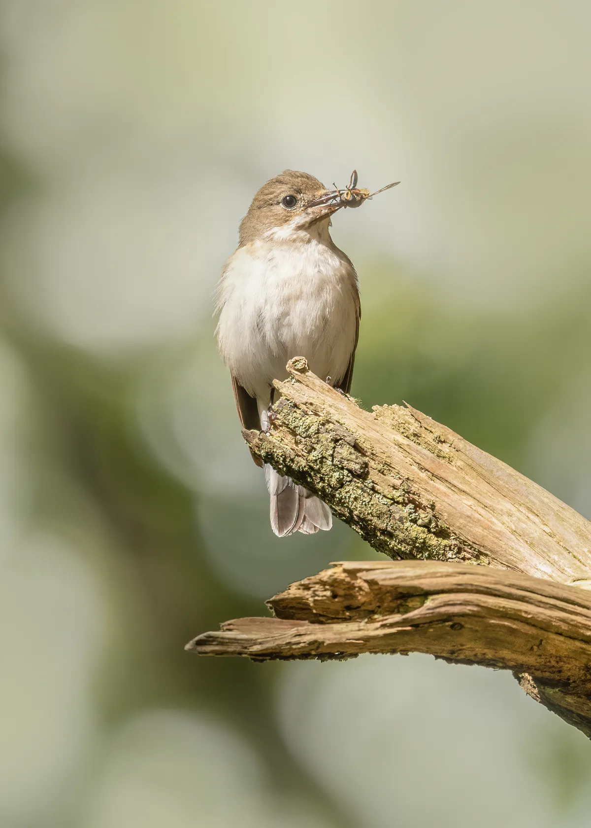 European Pied Flycatcher