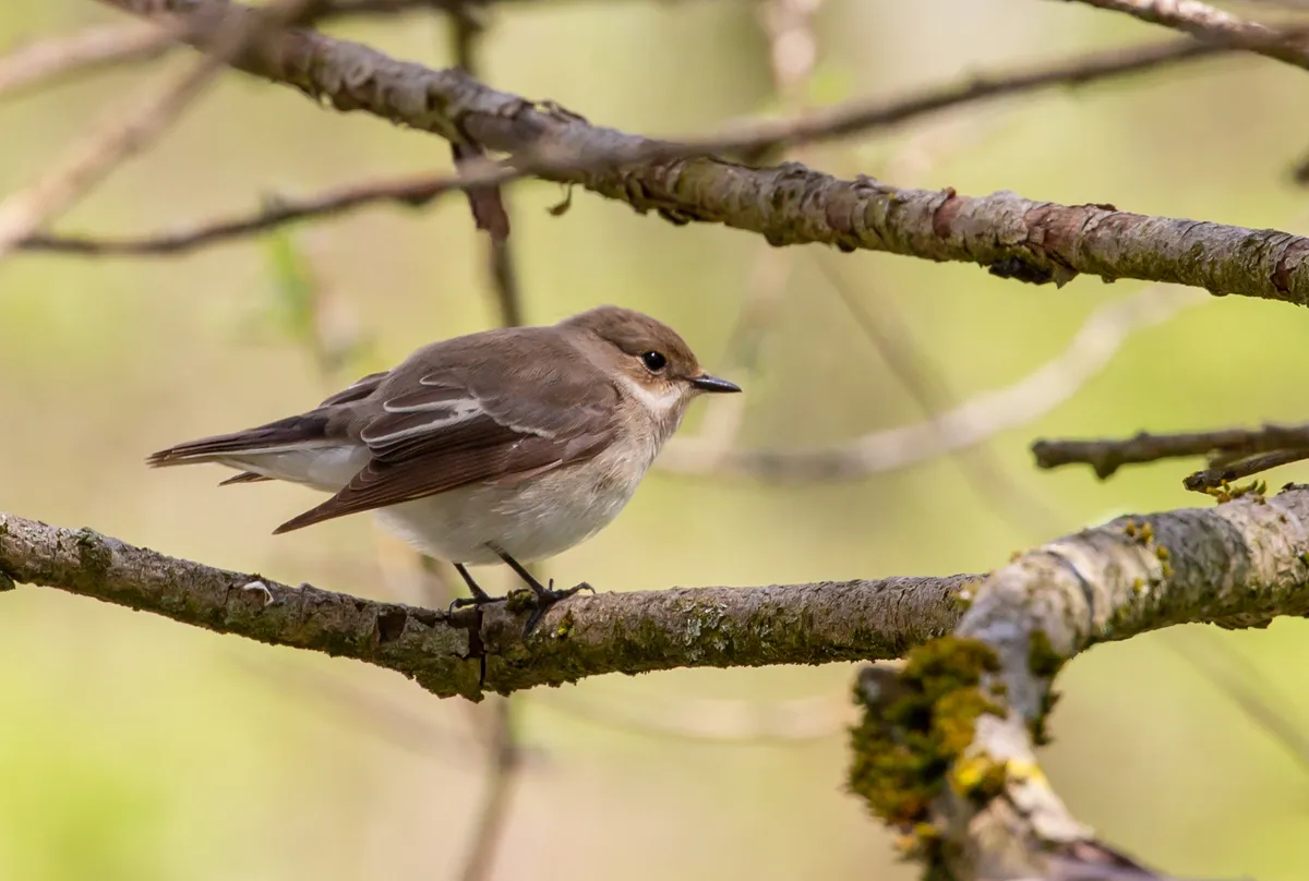 European Pied Flycatcher