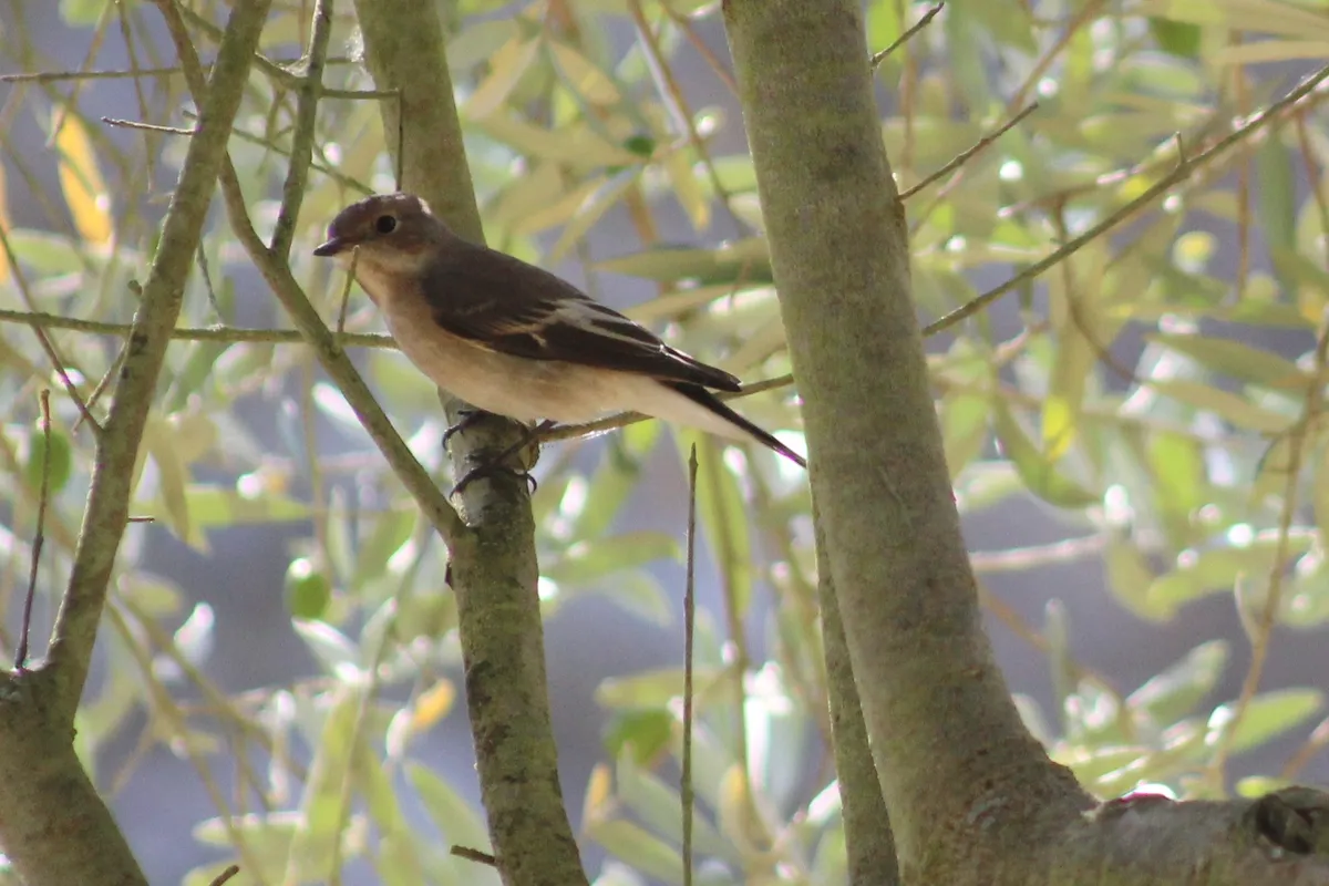 European Pied Flycatcher