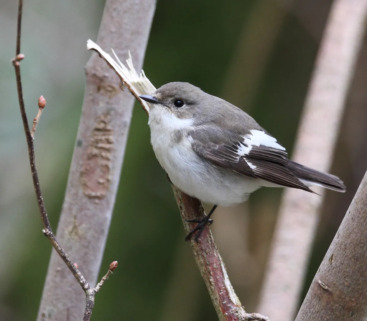 European Pied Flycatcher