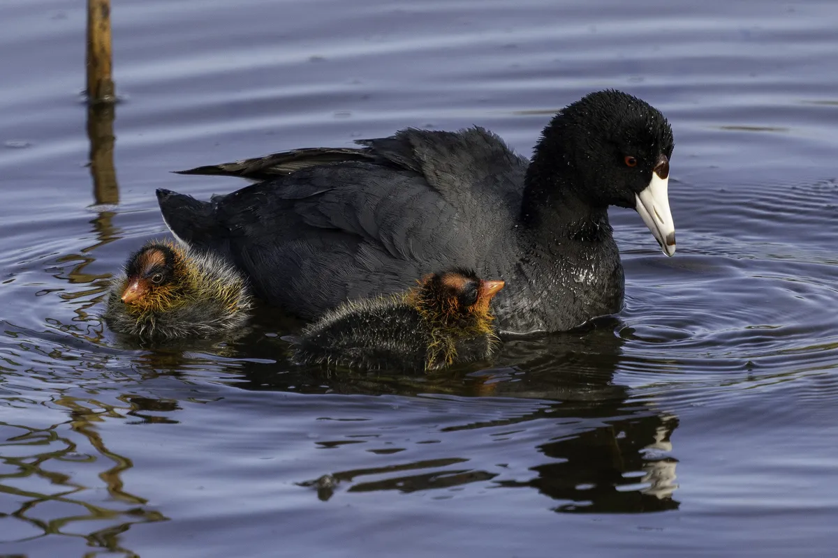 American Coot