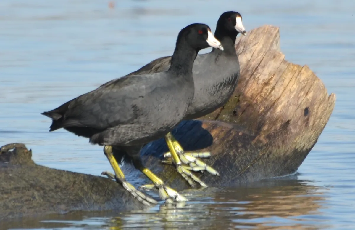 American Coot
