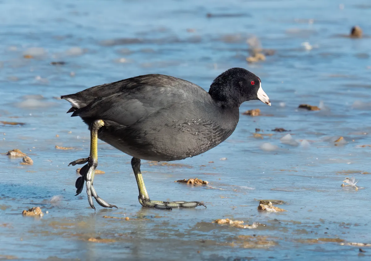 American Coot