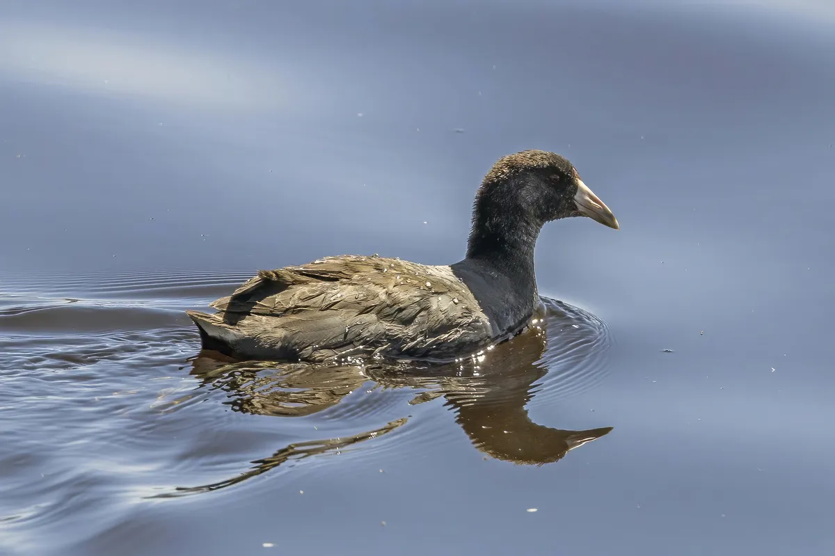 American Coot