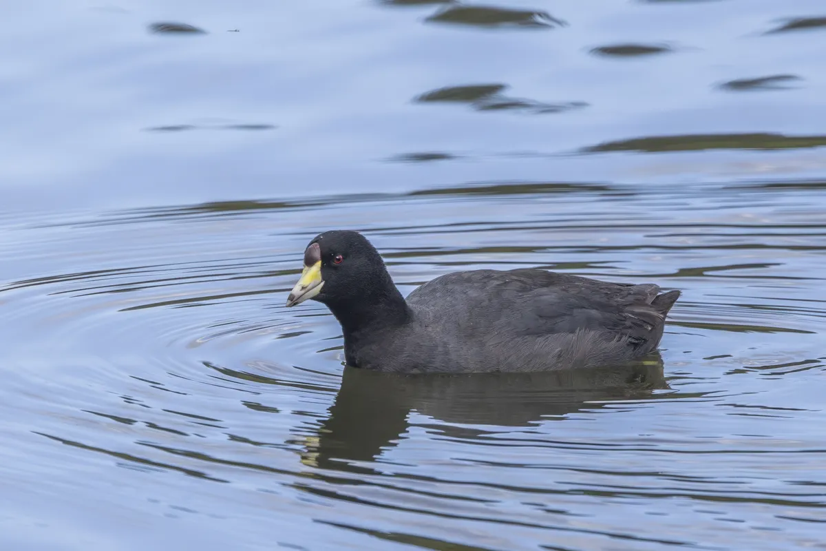 American Coot