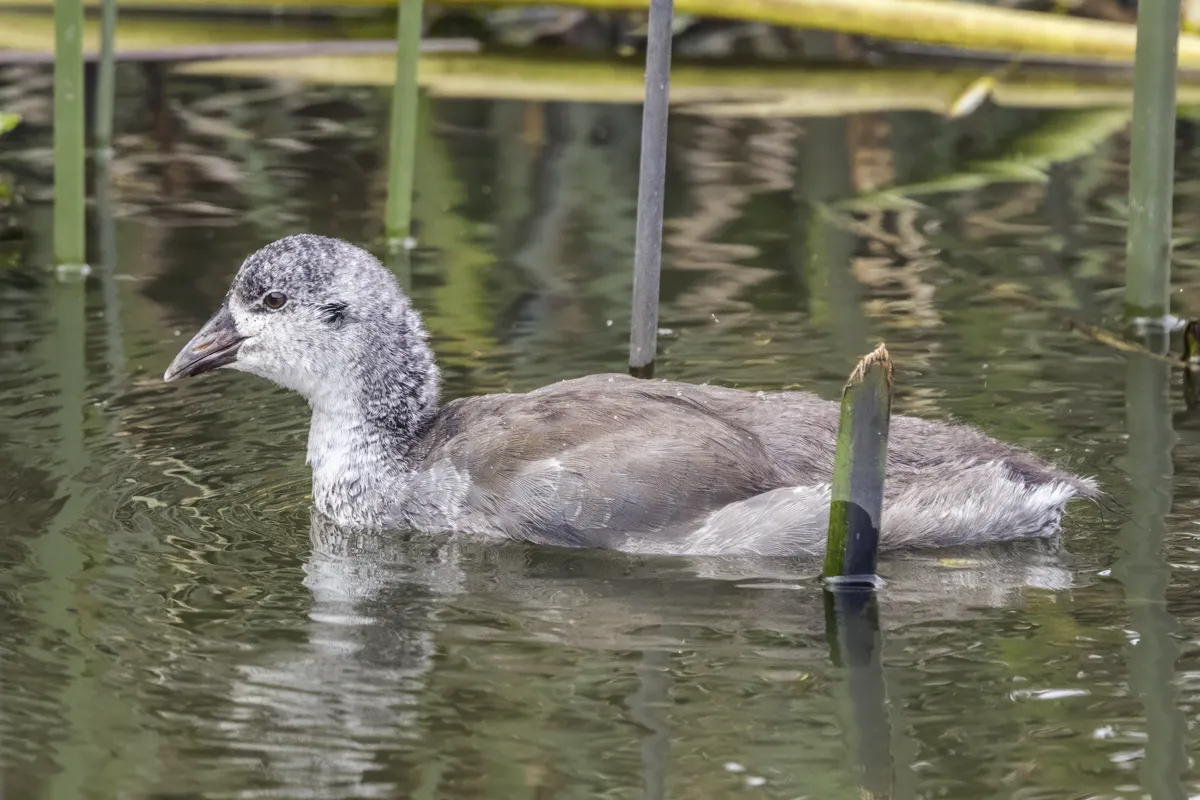 American Coot