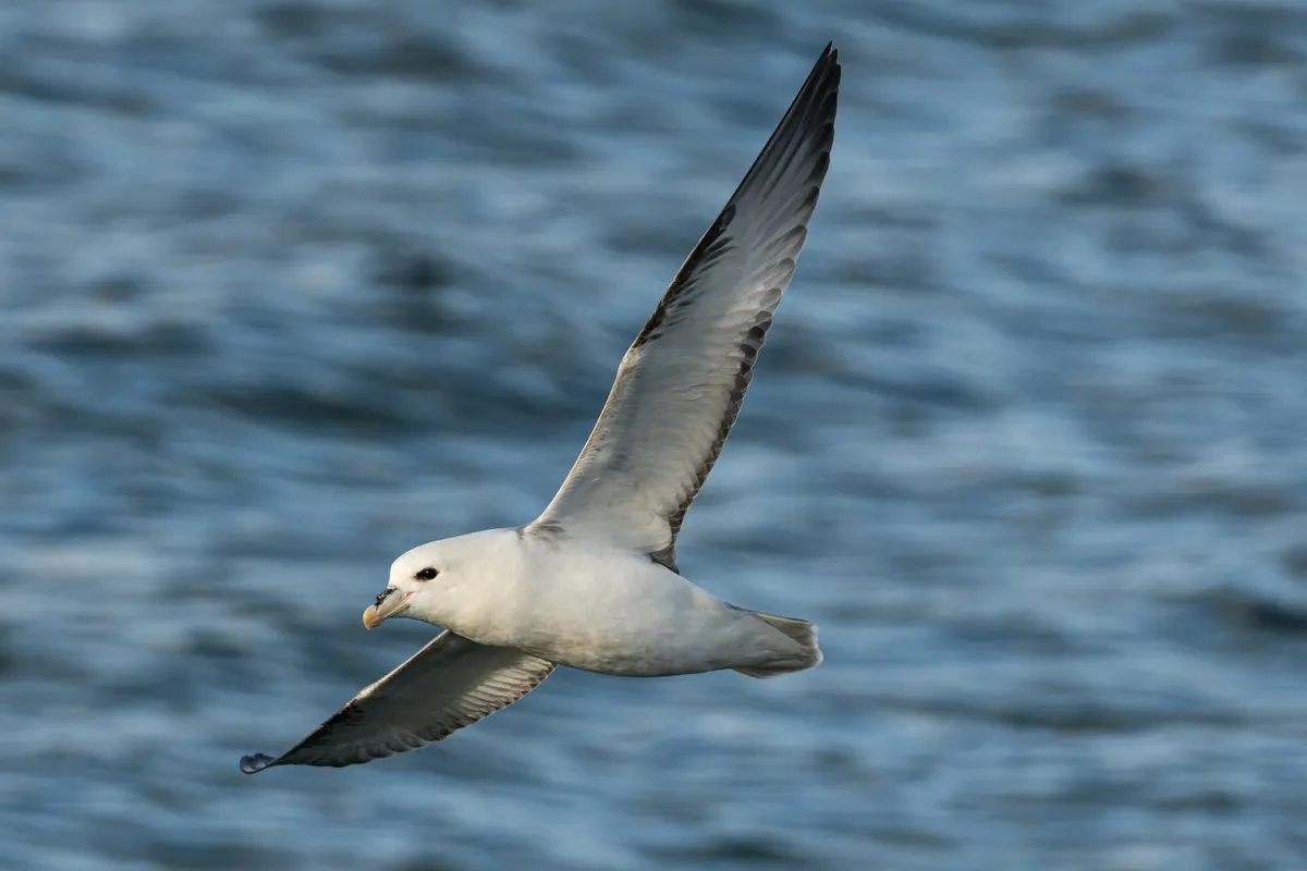 Northern Fulmar