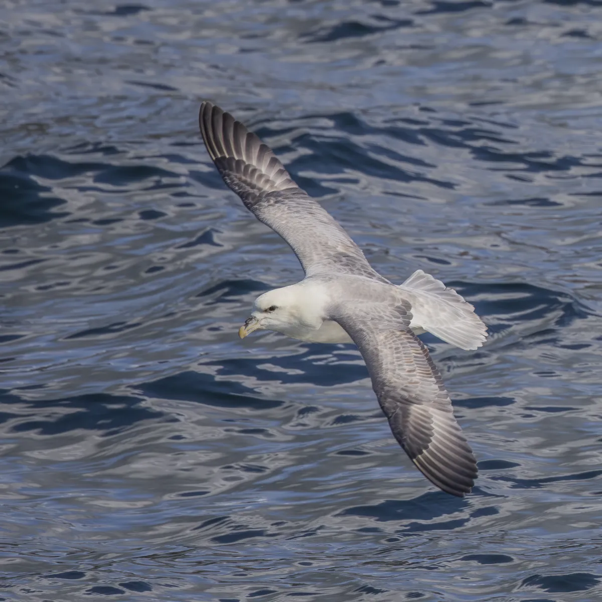 Northern Fulmar