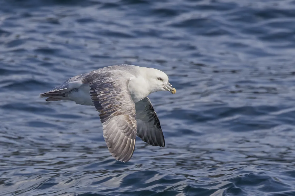 Northern Fulmar