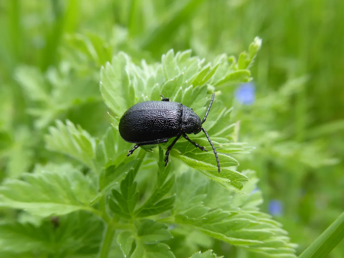 Tansy Leaf Beetle
