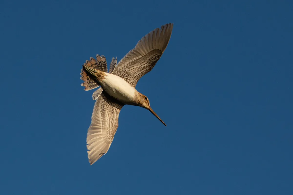 Agachadiza de Wilson