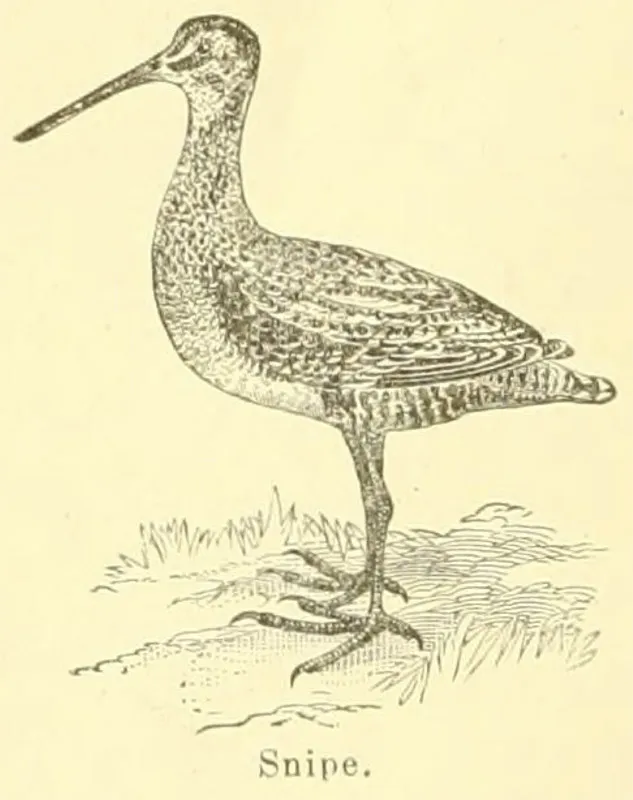 Agachadiza de Wilson