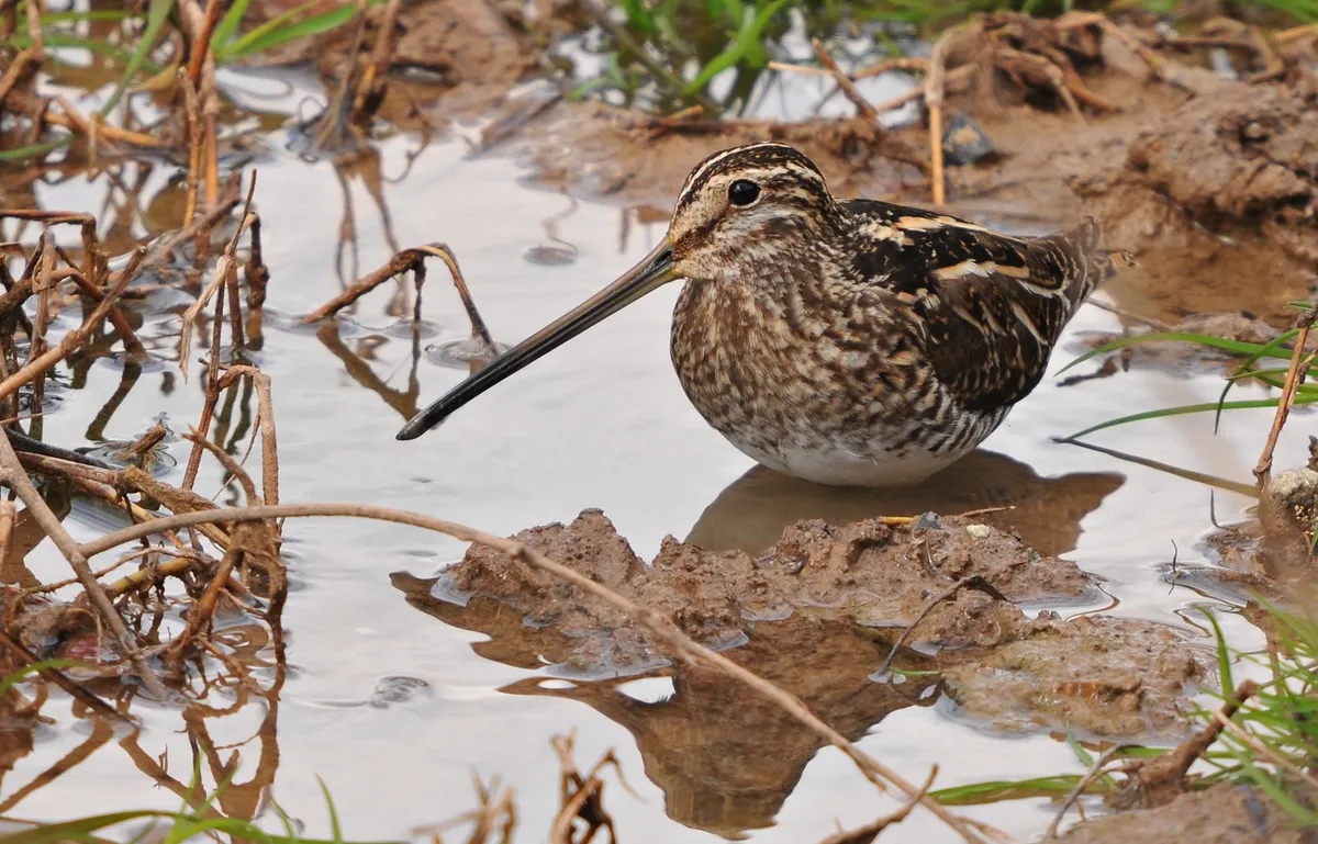 Agachadiza de Wilson