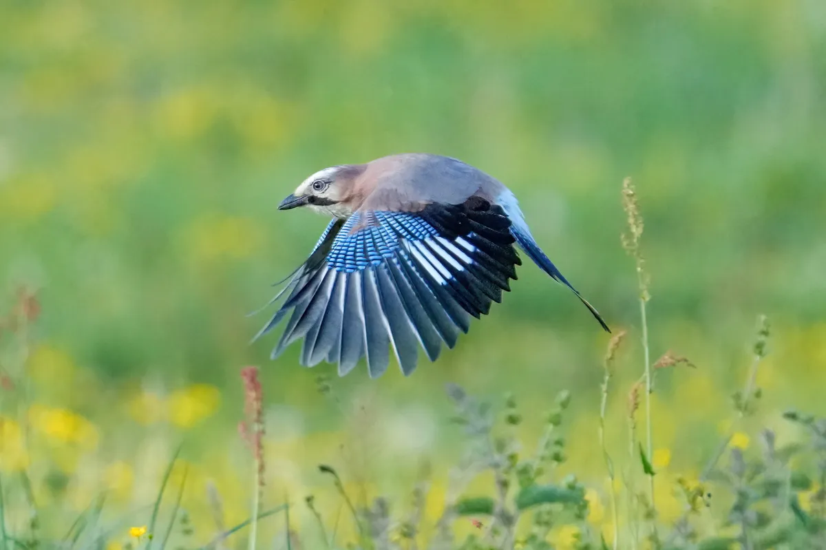 Eurasian Jay