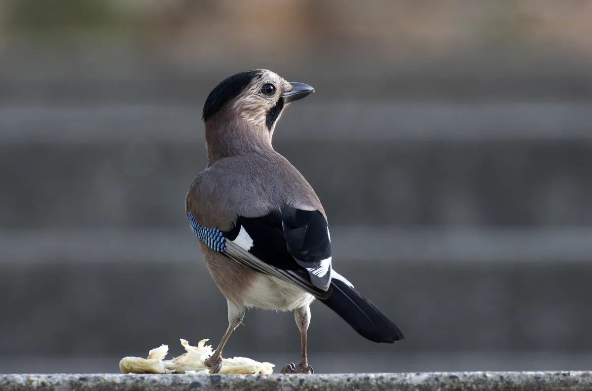 Eurasian Jay