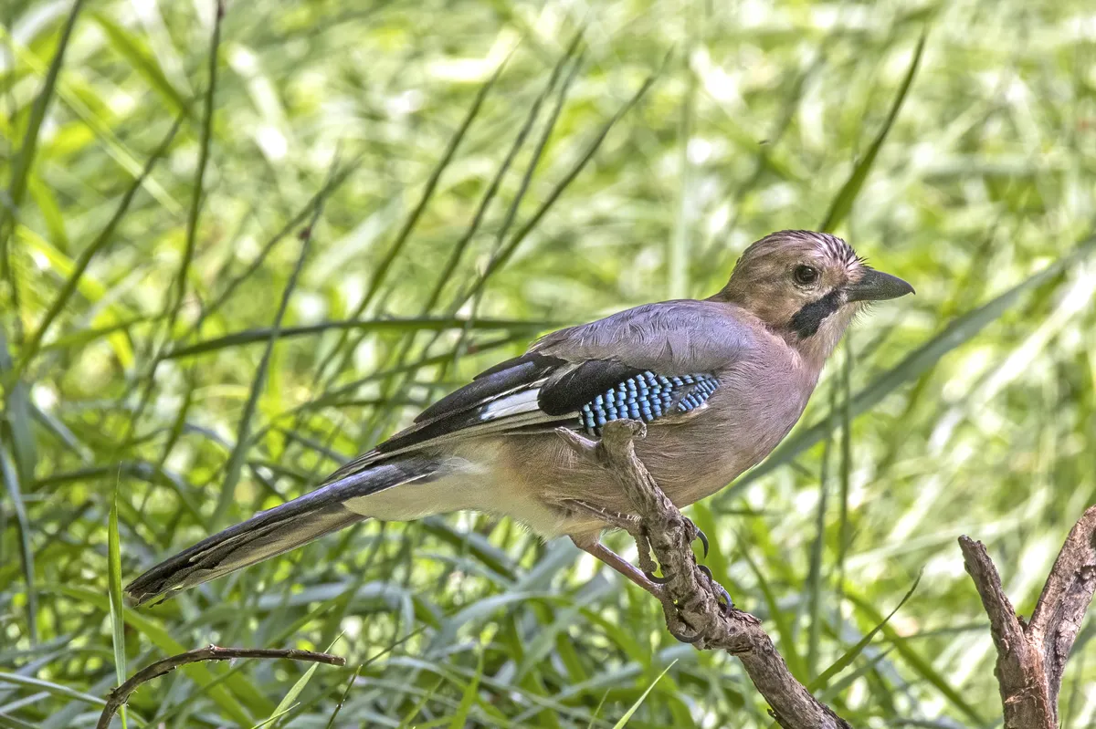 Eurasian Jay