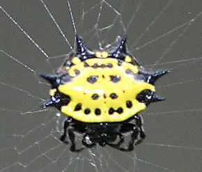 Gasteracantha cancriformis