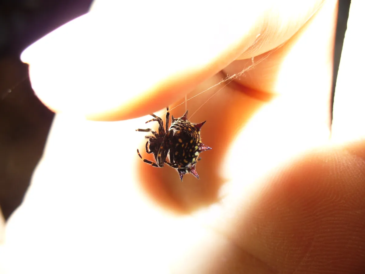 Araña de Orbe Espinosa