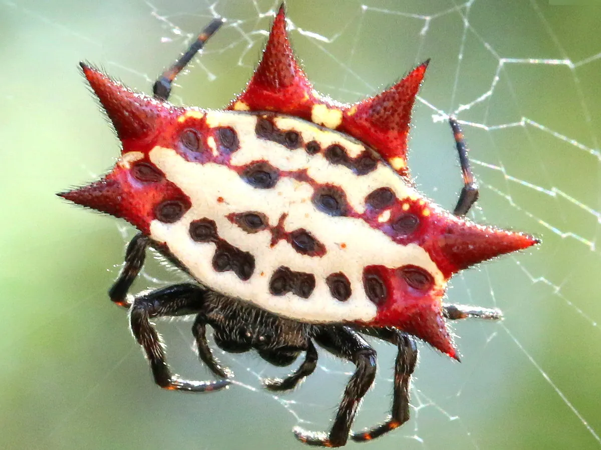 Araña de Orbe Espinosa