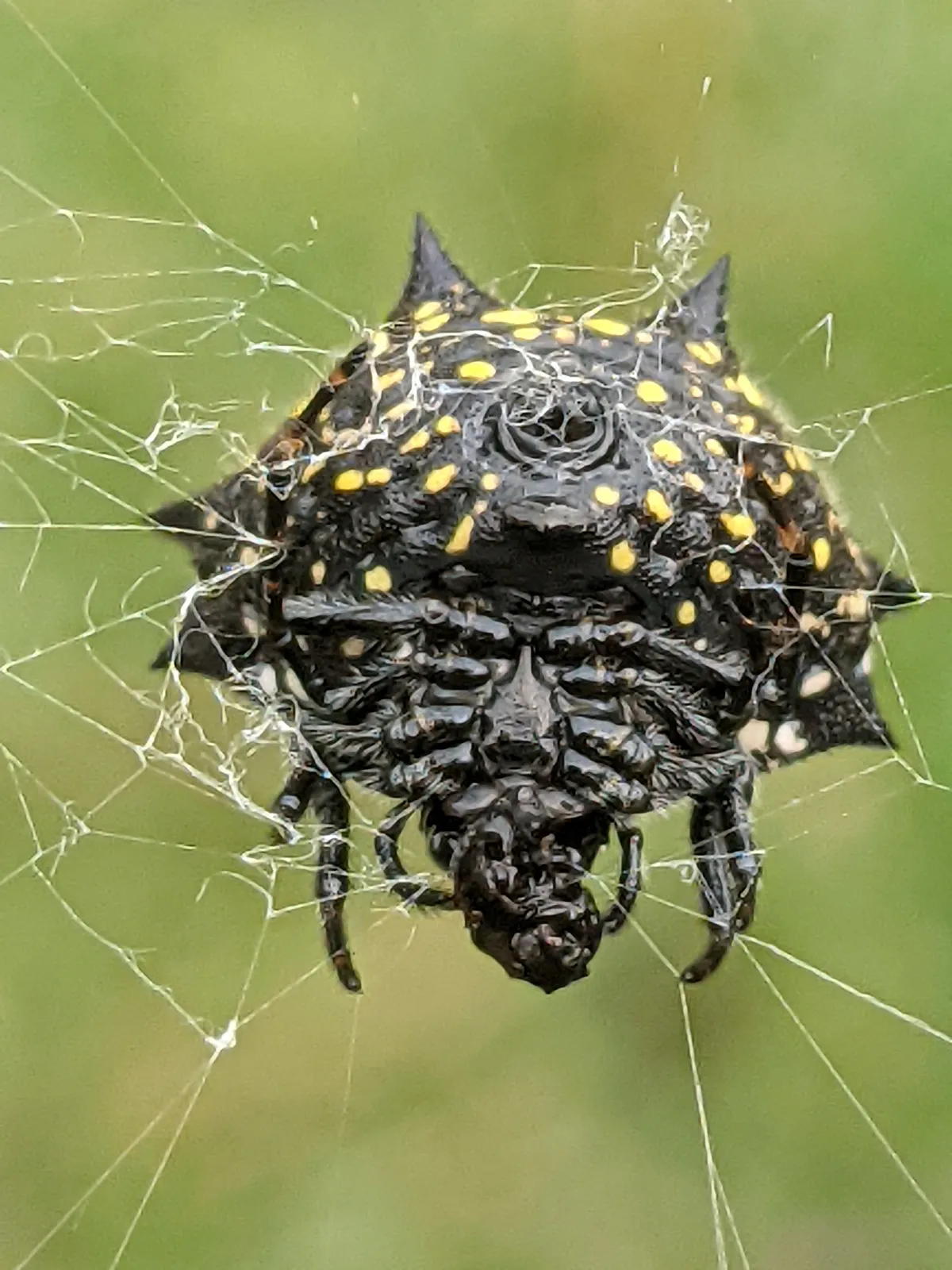 Araña de Orbe Espinosa