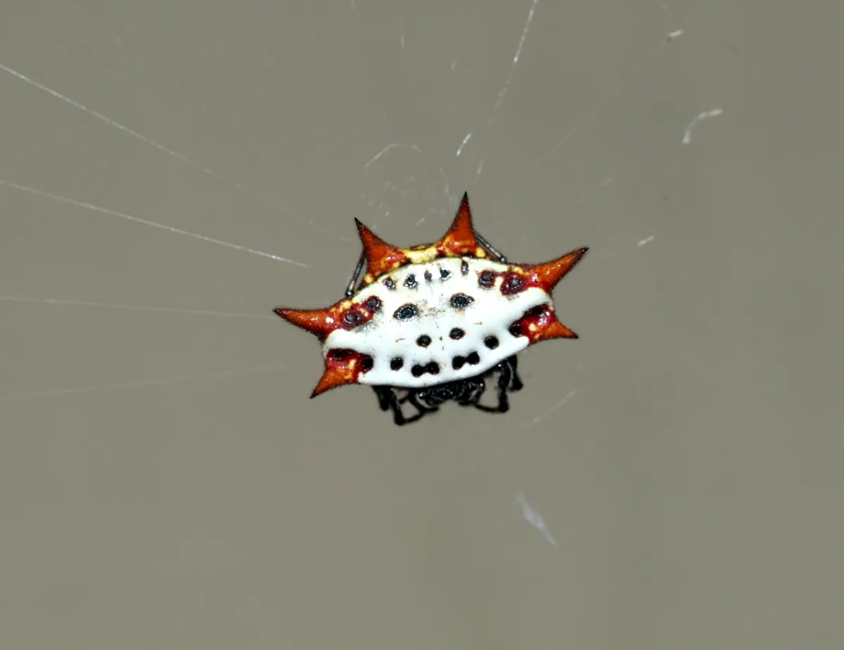 Araña de Orbe Espinosa