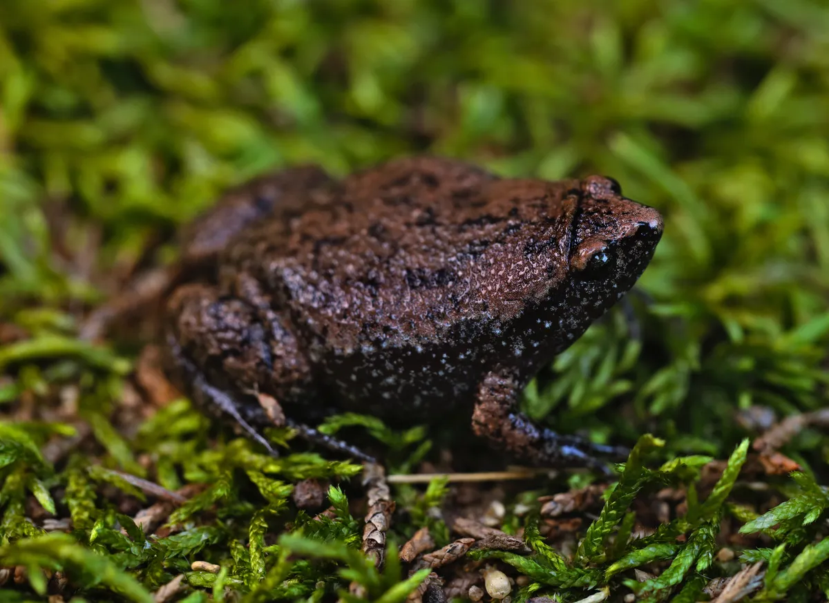 Sapo de hocico estrecho del Este