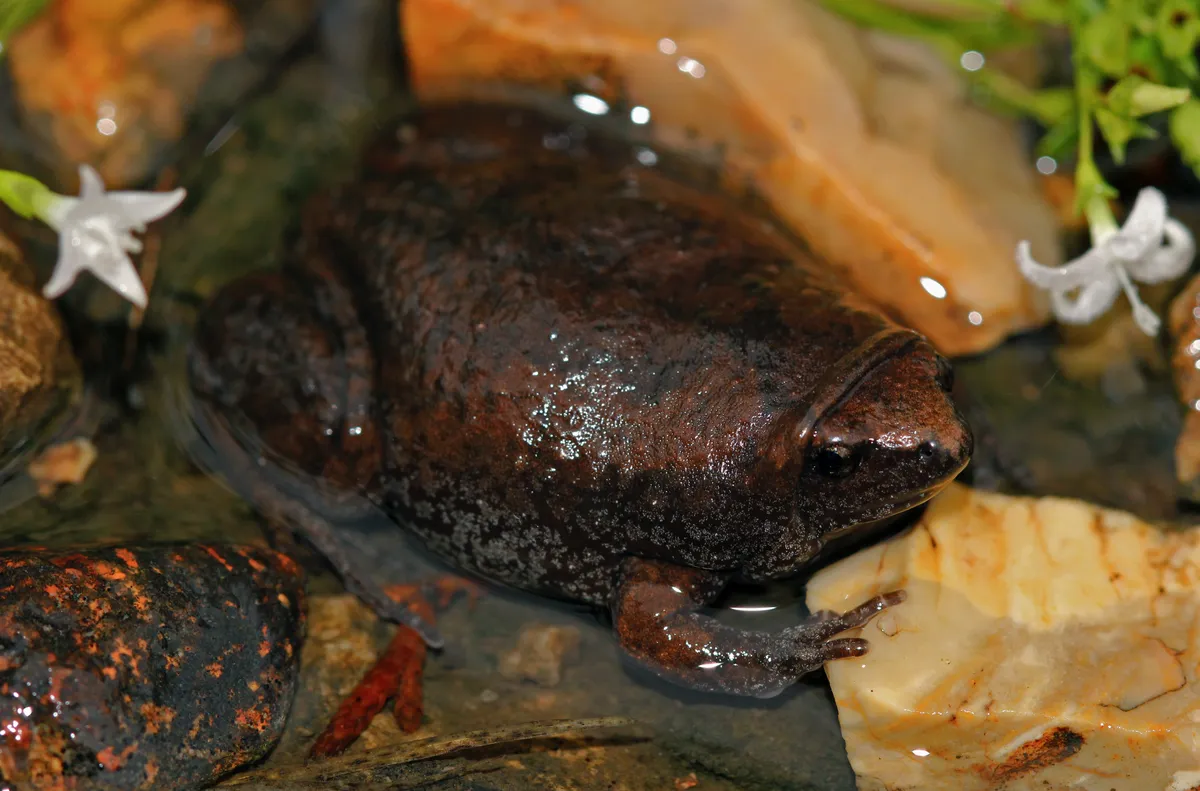 Sapo de hocico estrecho del Este