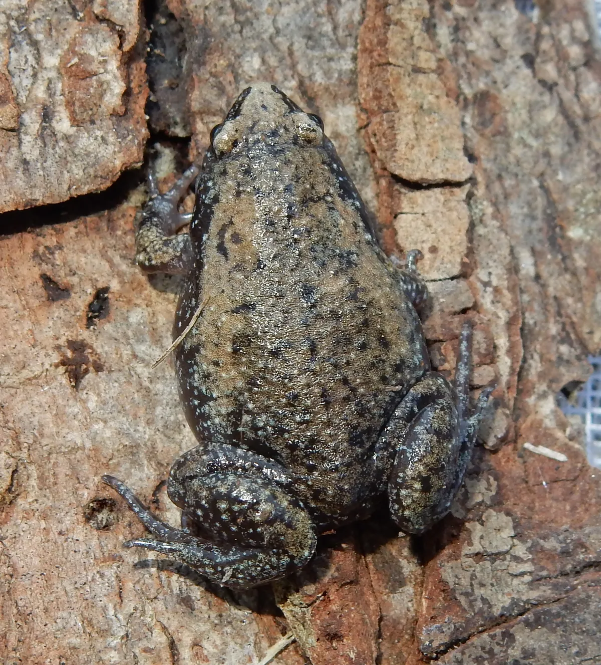 Sapo de hocico estrecho del Este