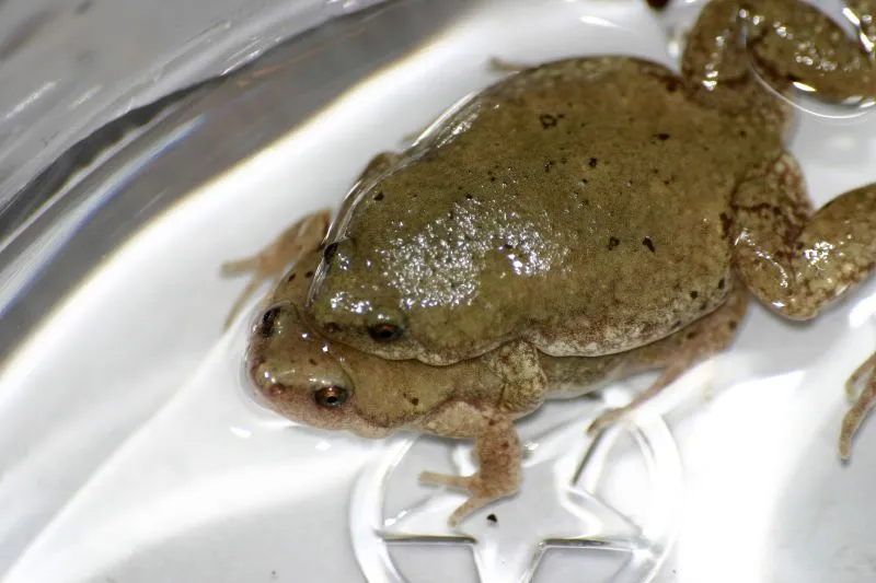 Great Plains Narrow-mouthed Toad