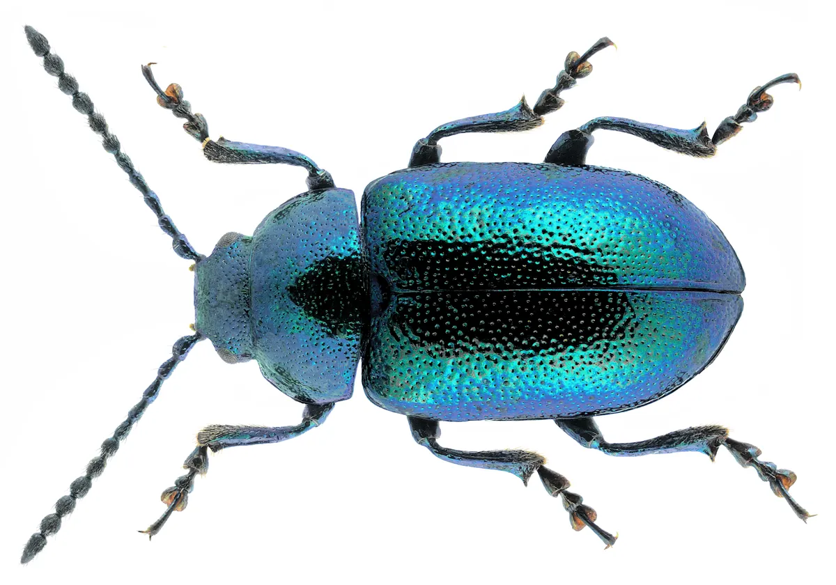 Green Dock Beetle