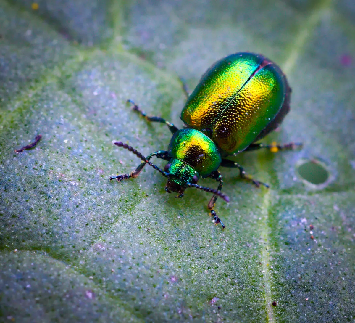 Green Dock Beetle