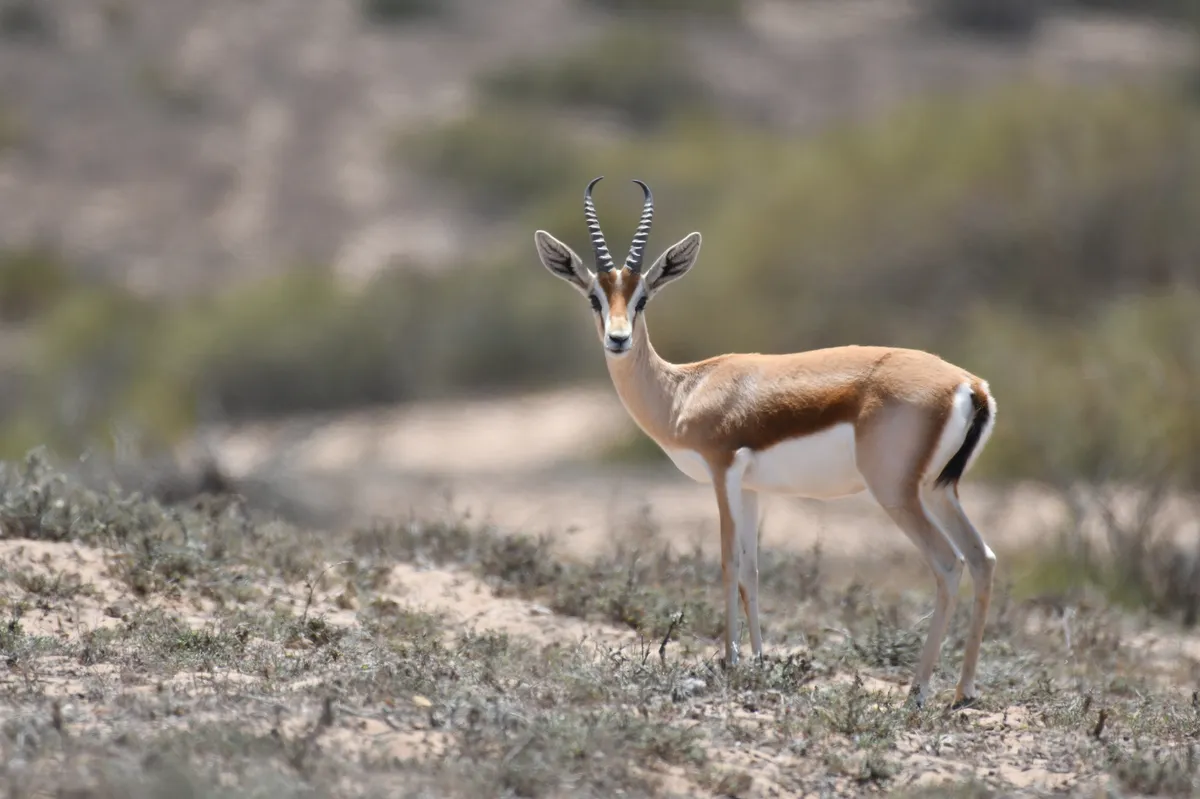 Dorcas Gazelle
